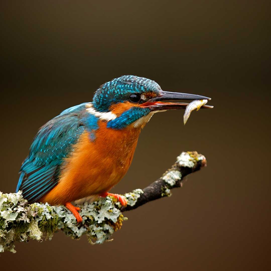 A brightly coloured kingfisher sitting on a lichen covered branch isolated on a brown background with a small fish