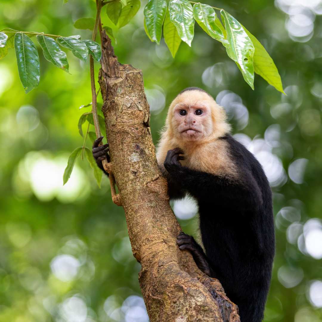 Capuchino de cara blanca colombiano (Cebus capucinus), Parque Nacional Manuel Antonio, Costa Rica
