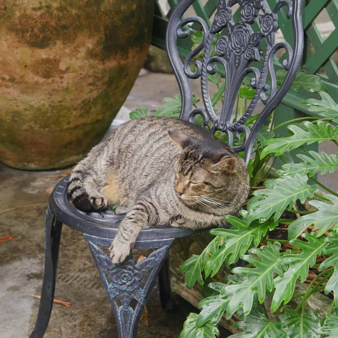Katzen gibt es in jeder Ecke von Hemingways Villa