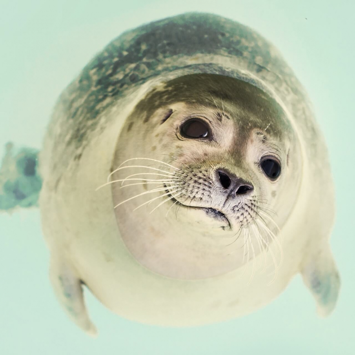 baby seal