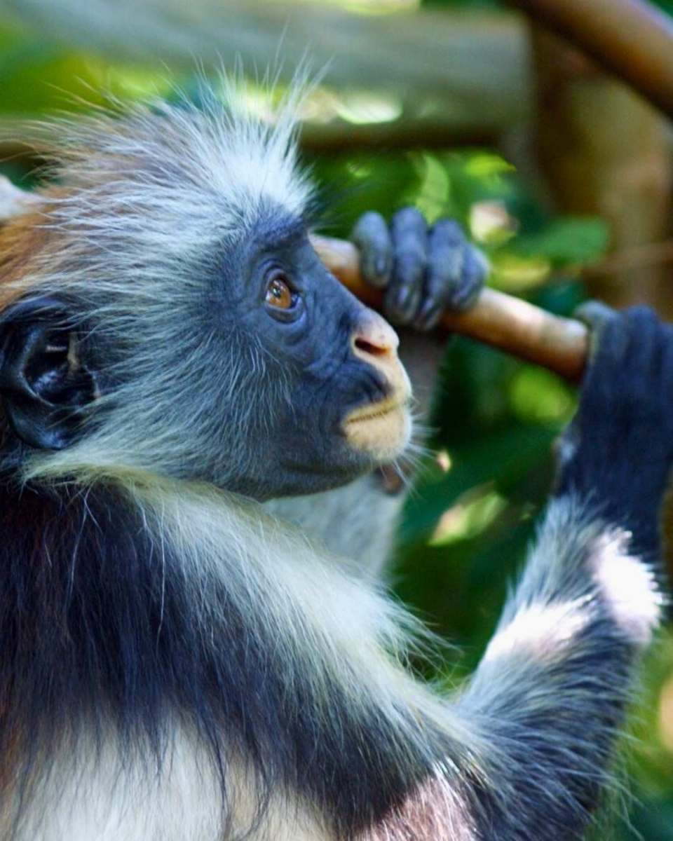 Sansibar-Rote Colobus-Affen