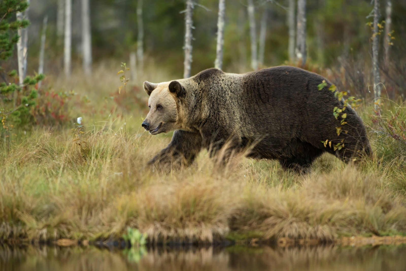 Бурый медведь в эстонском лесу