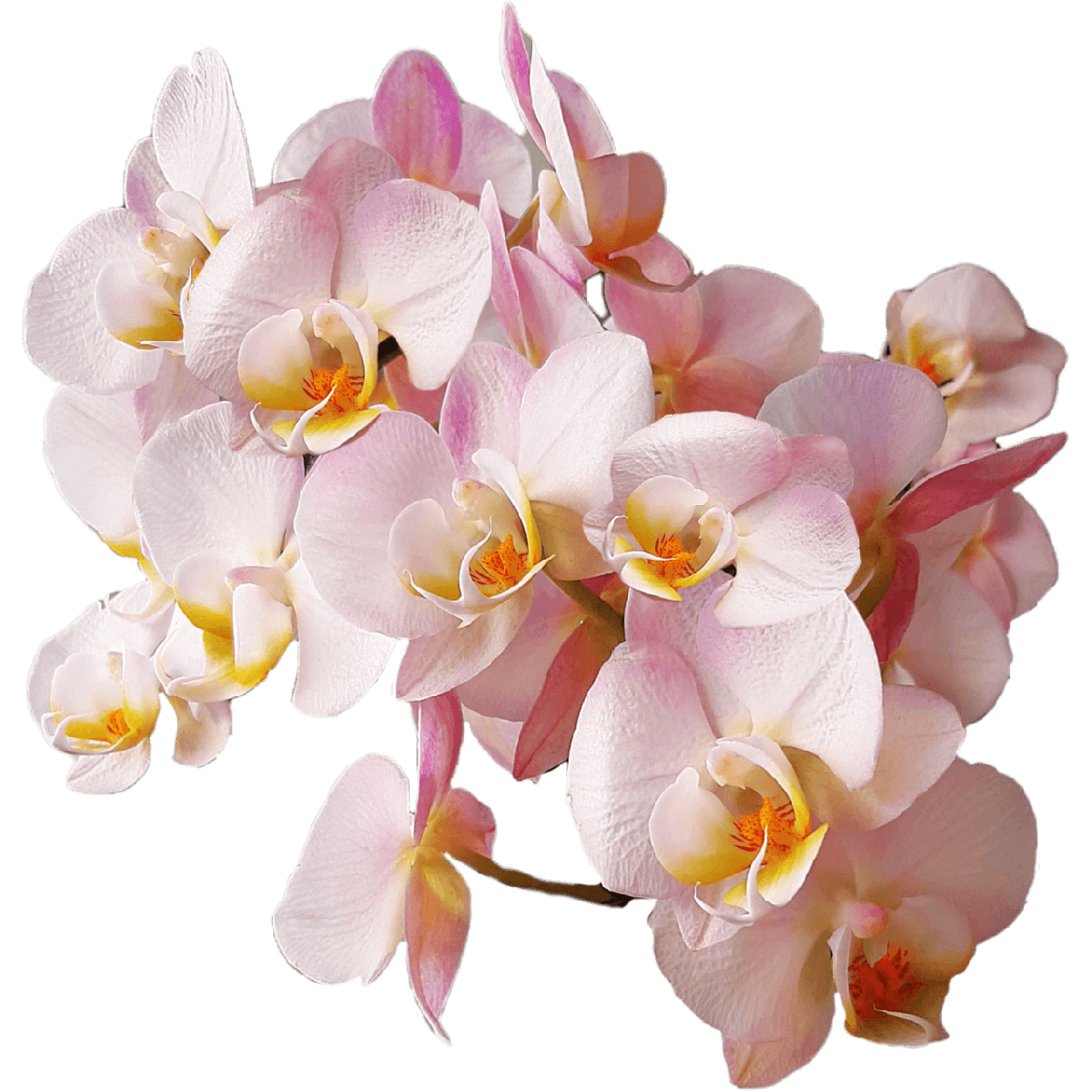 Орхидеи из Национального сада орхидей в Сингапуре.