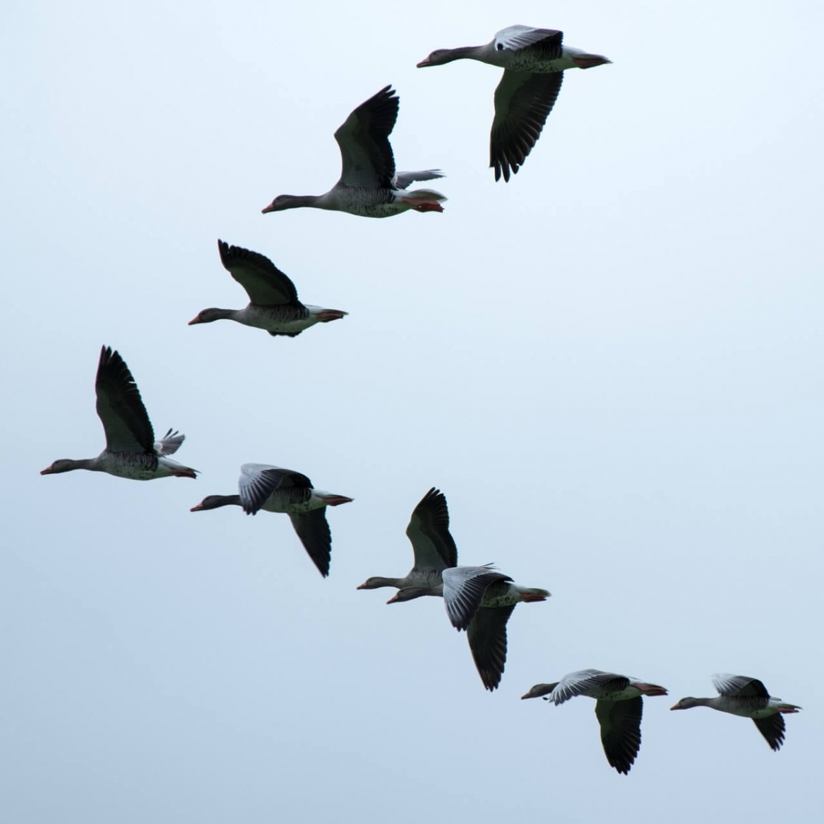 Aves migratorias alrededor del Mar de Wadden
