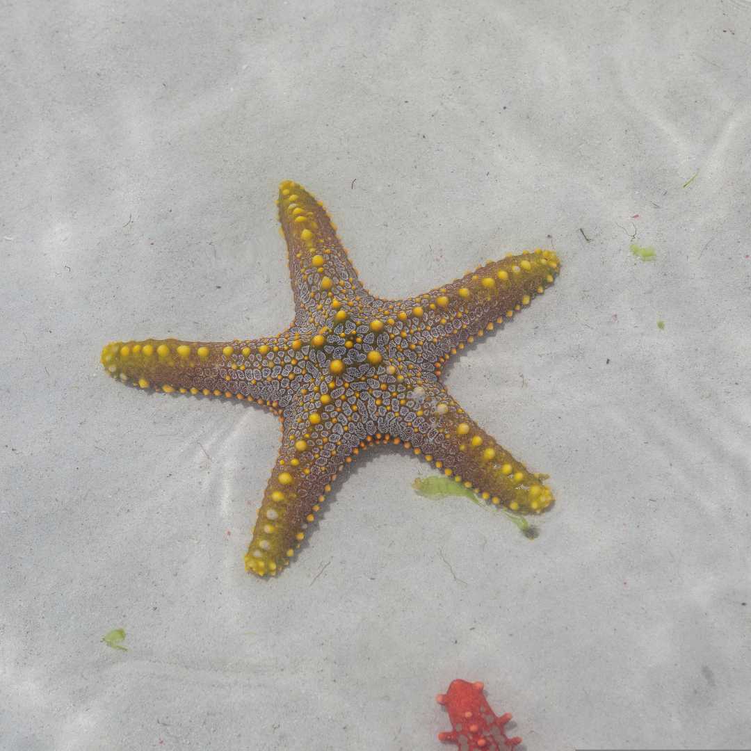 Много красочных красивых морских звезд лежит на дне голубого океана.