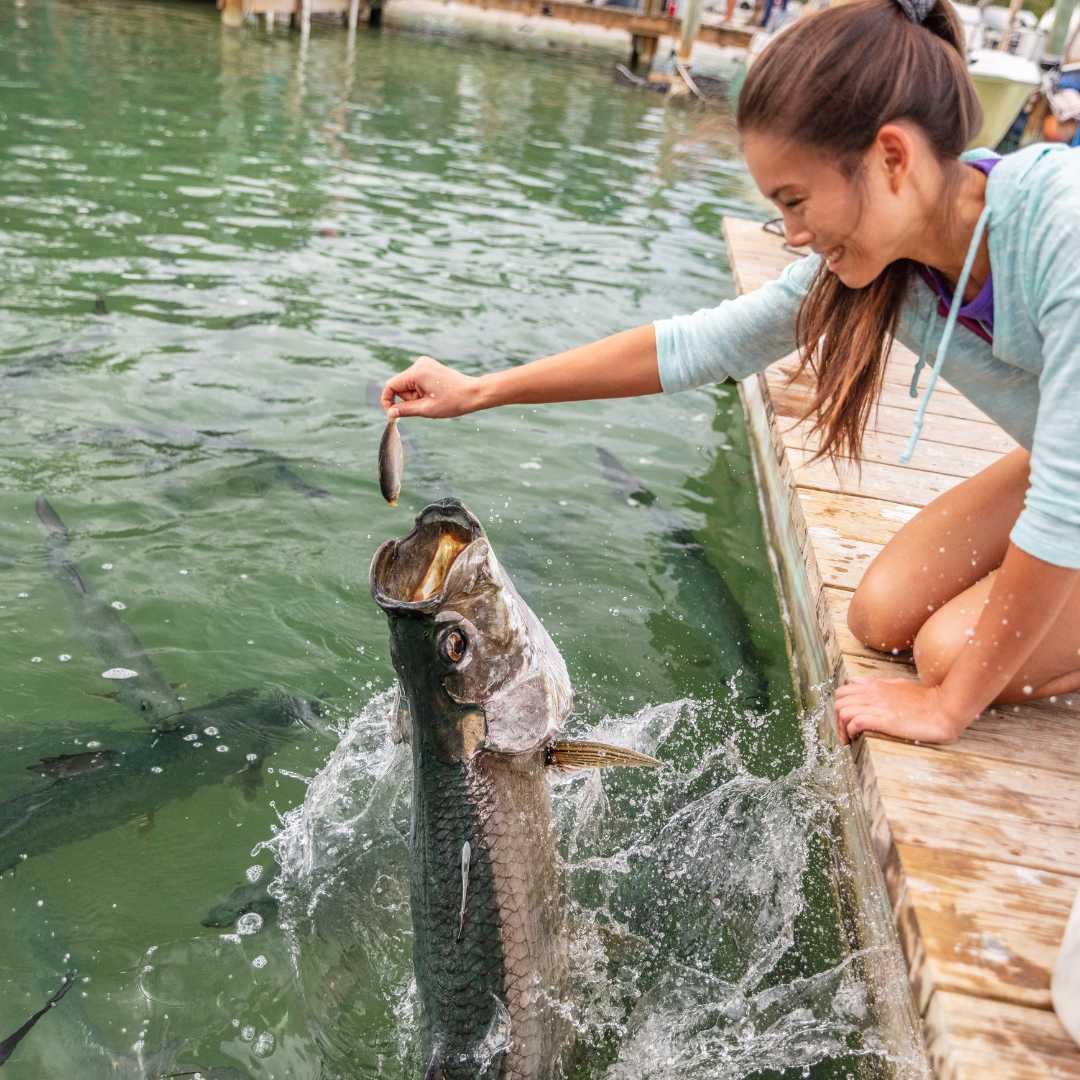 Девушка развлекается в отпуске и кормит больших рыб-тарпонов, выпрыгивающих из воды