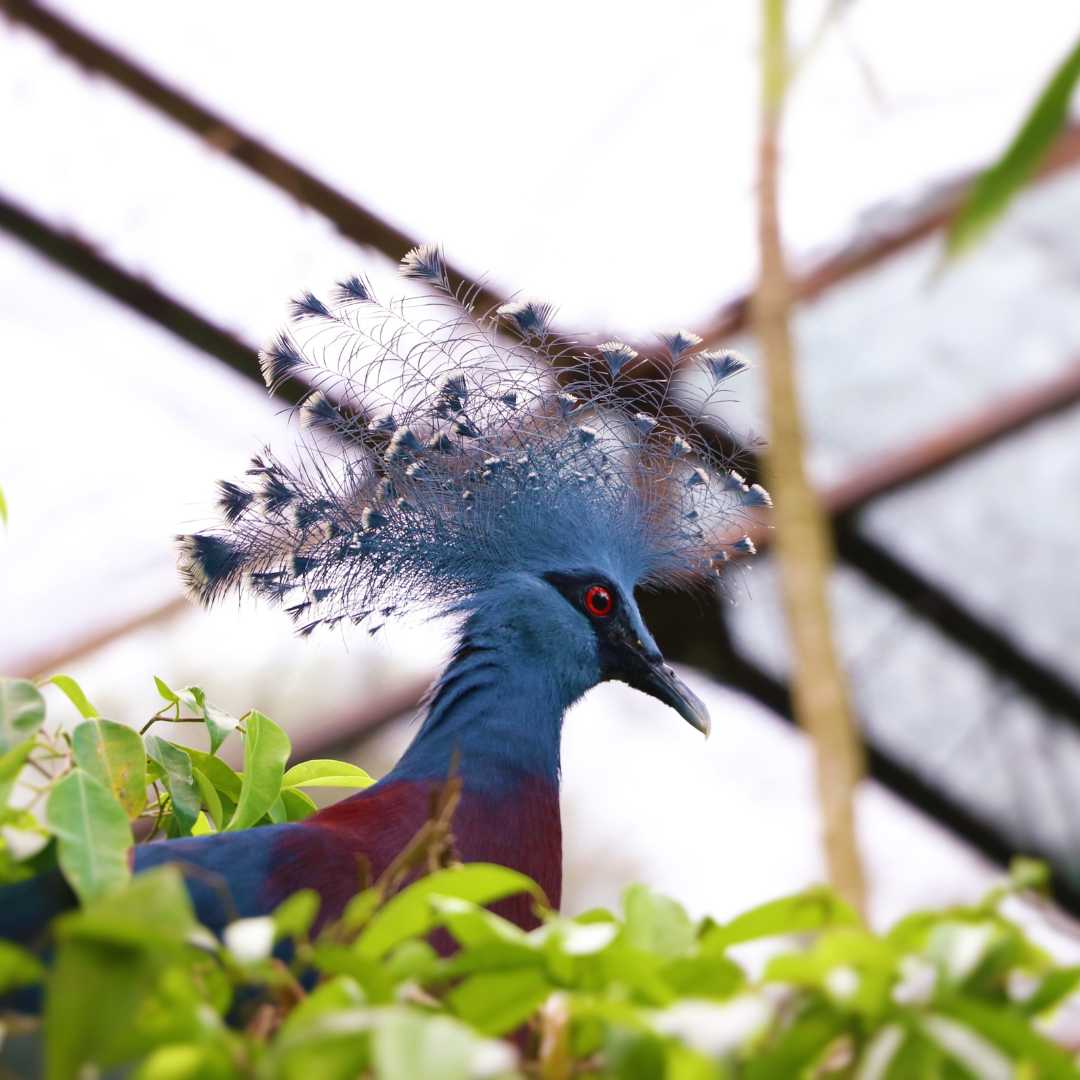 Викторианский королевский голубь, Порт-Морсби, Папуа-Новая Гвинея