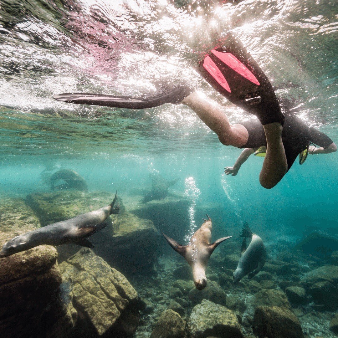A Man is snorkelling with sea lions