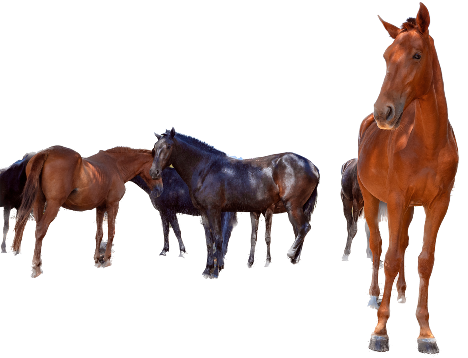 horses of menorc`