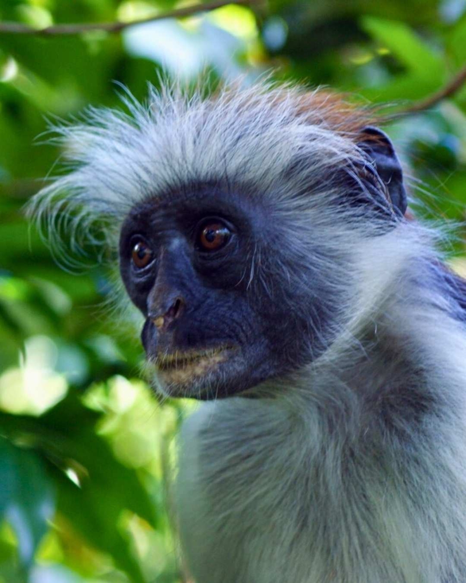 Sansibar-Rote Colobus-Affen