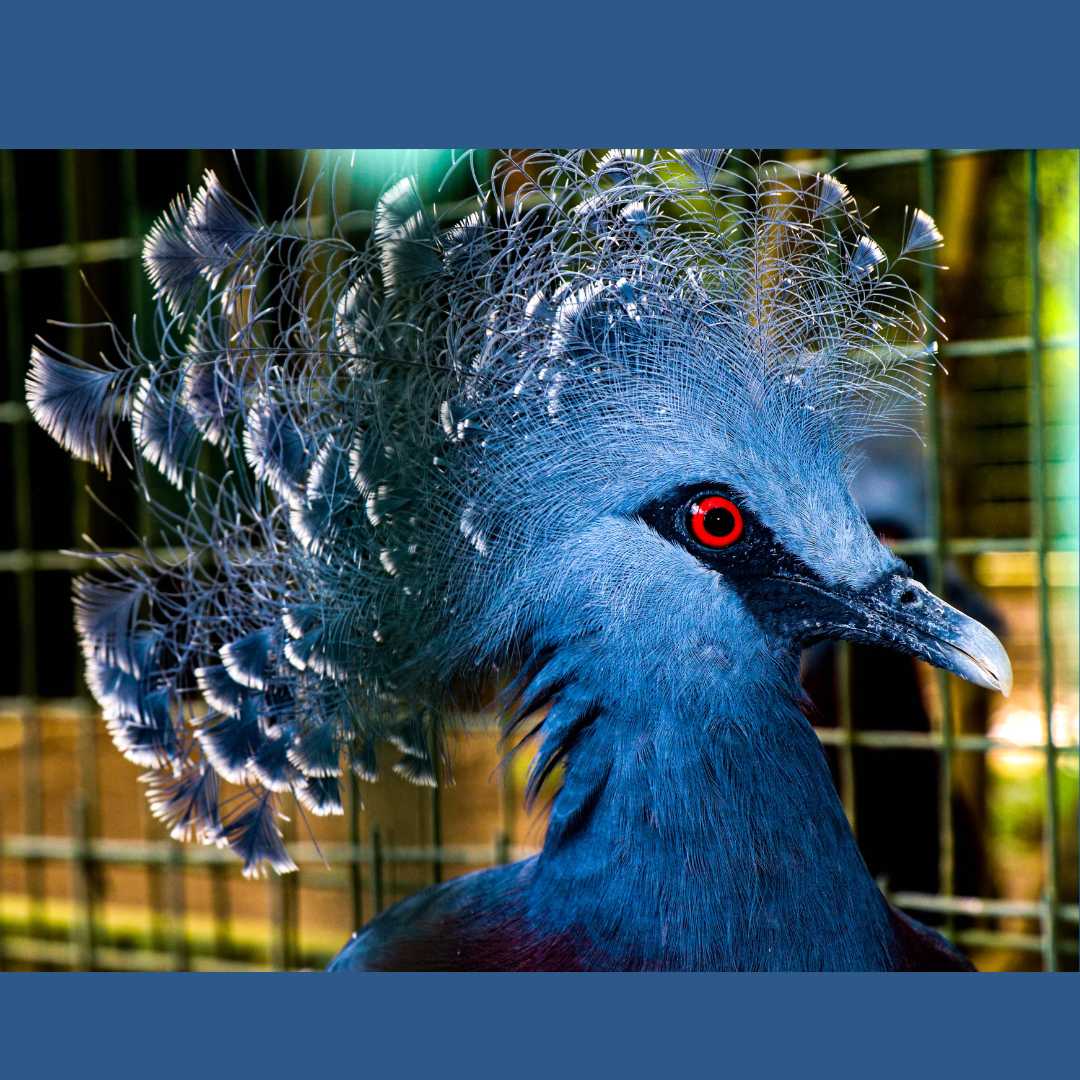 Paloma Coronada Victoria. Hermoso pájaro azul con ojos rojos.