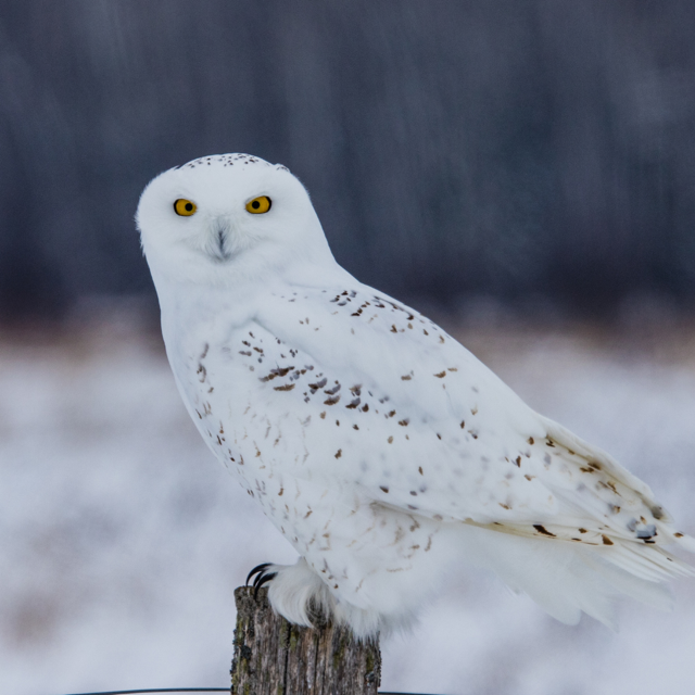Arctic snowy owl in winter 