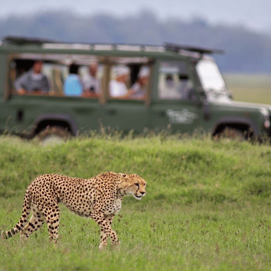 Ghepardo in agguato guardato con lo sfondo del veicolo safari - Masai Mara, Kenya