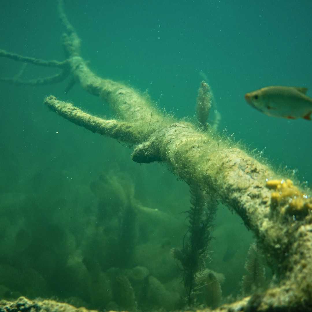 Underwater ecosystem