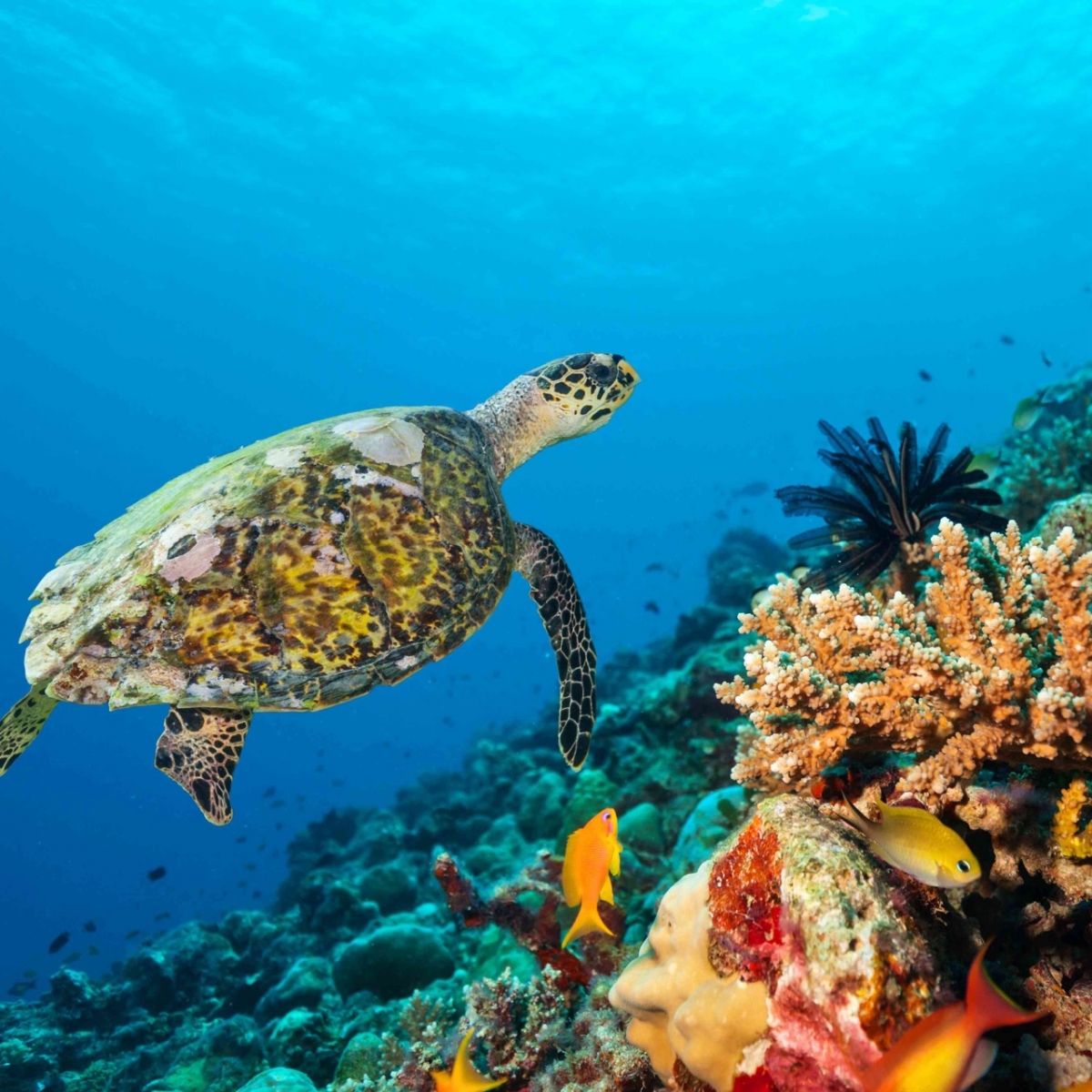 turtle in Philippines