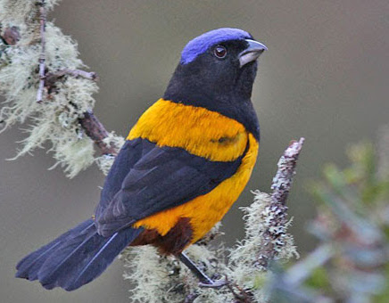 Golden backed Mountain Tanager