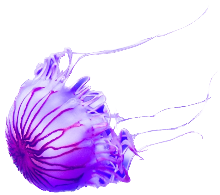 Jelly fish violet