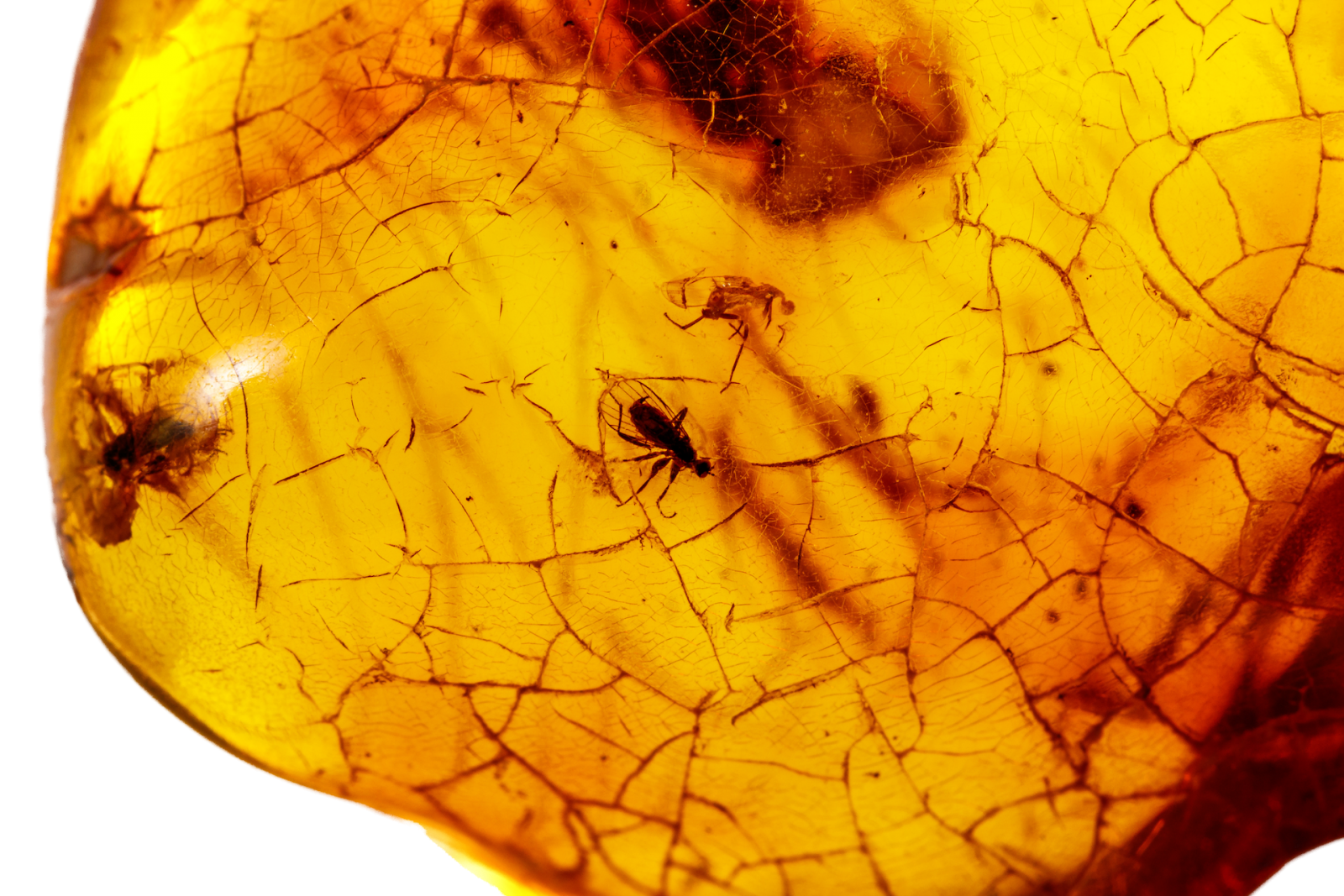Makrostein-Mineralbernstein mit Insekten, Fliegen und Käfern auf weißem Hintergrund in Nahaufnahme