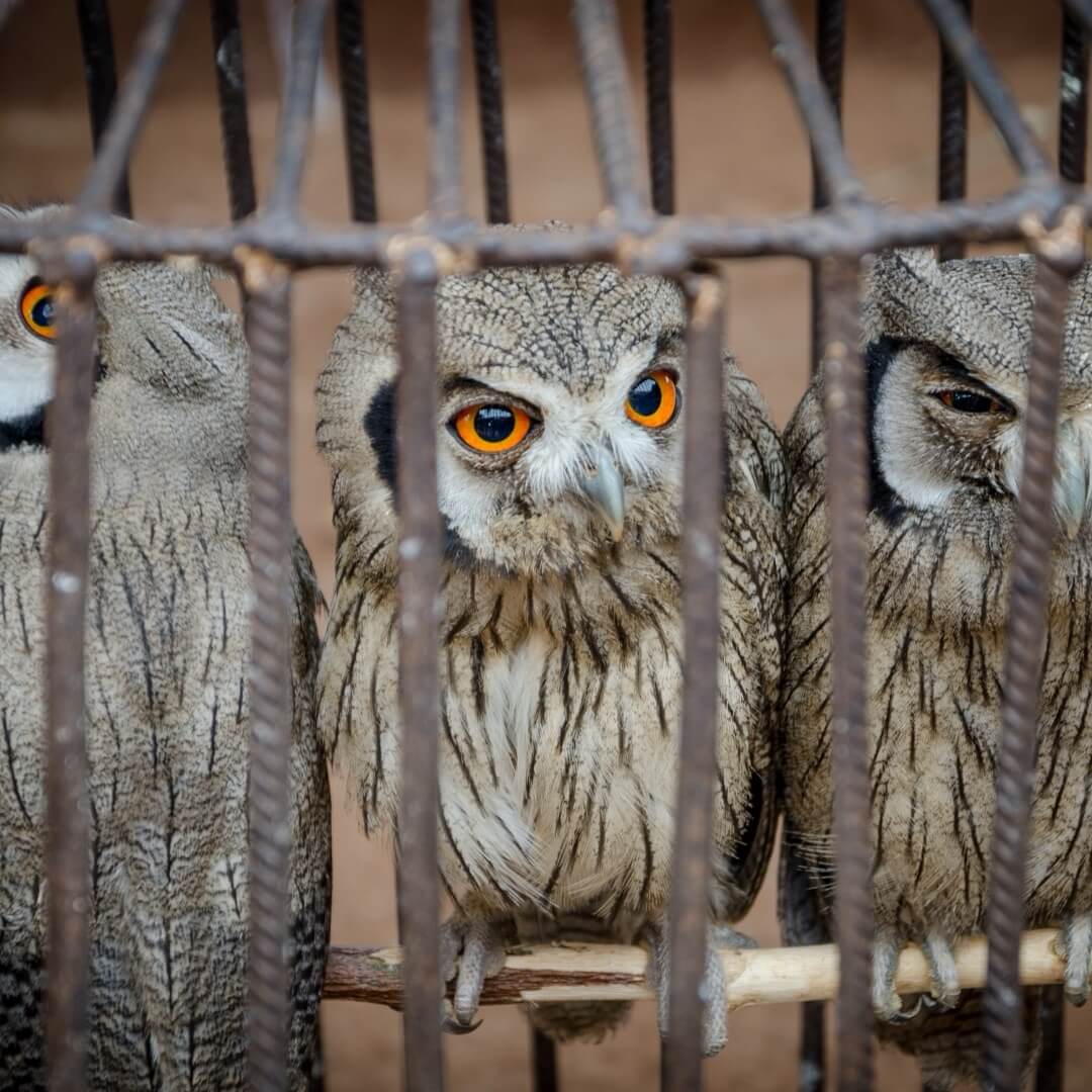 Три милые совы с сильными оранжевыми глазами, сидящие в металлической клетке, будут проданы на рынке вуду в Бенине