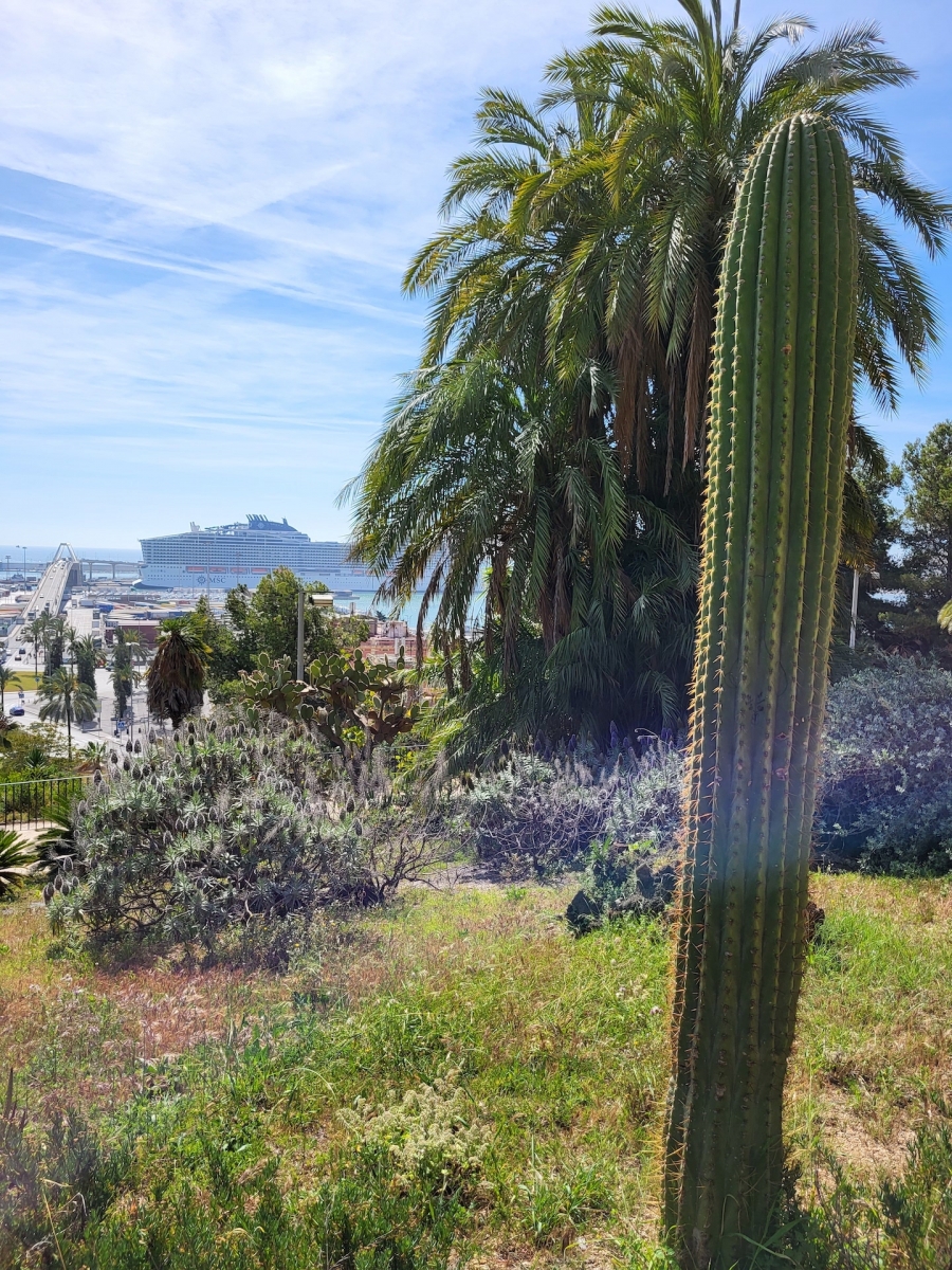 Enormes cactus en un jardín de cactus de Barcelona