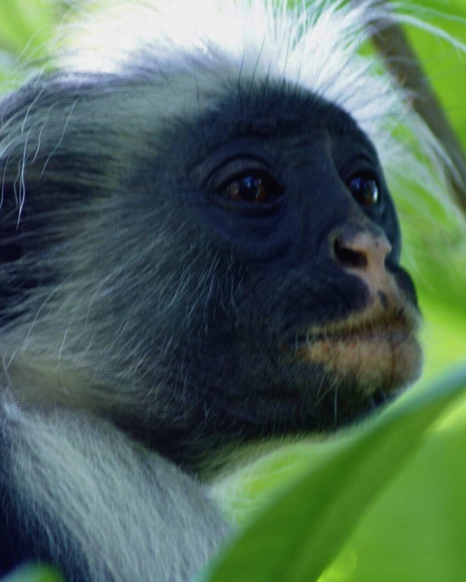 Sansibar-Rote Colobus-Affen