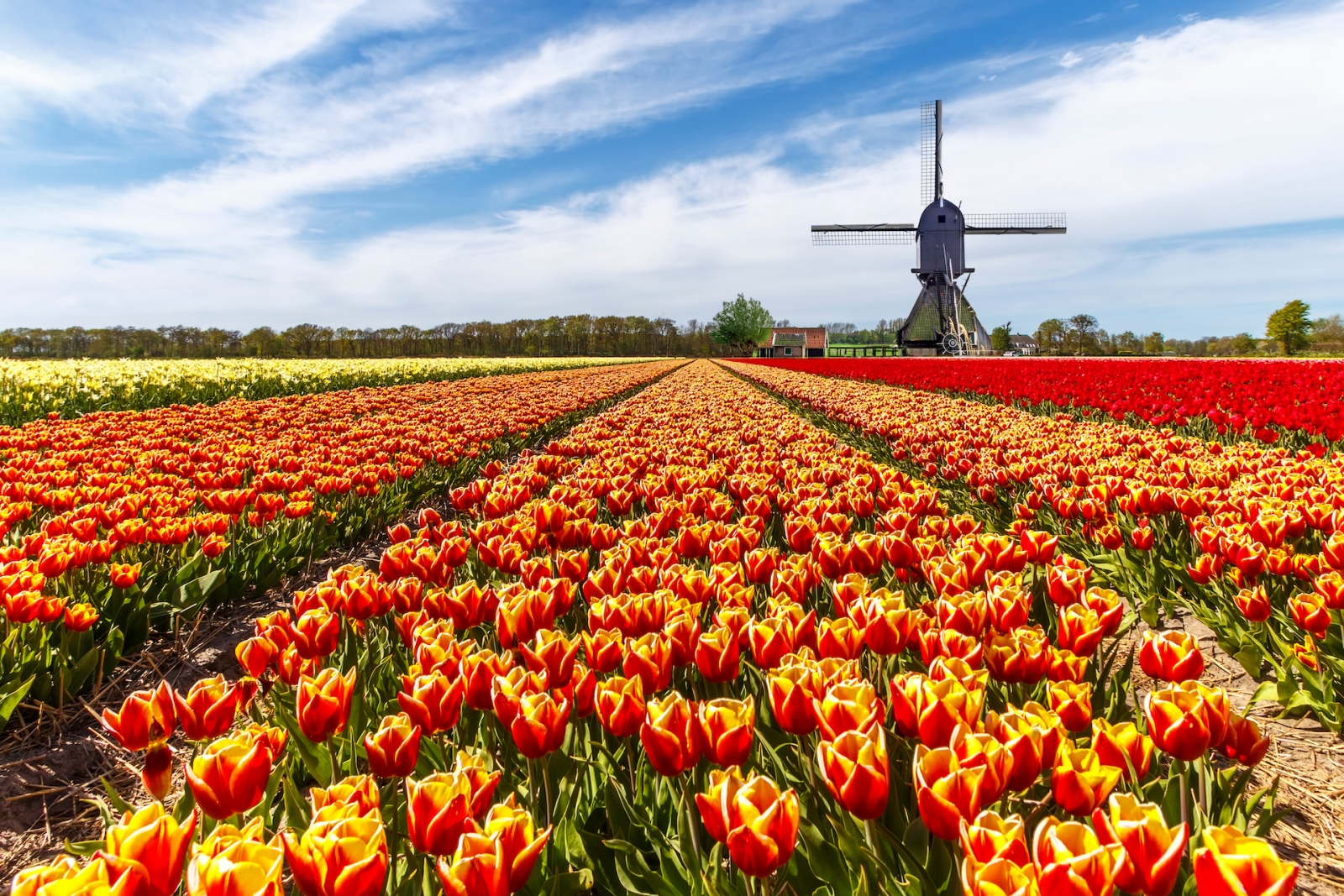 Granja de bulbos de tulipán amarillo rojo con un molino de viento en el campo