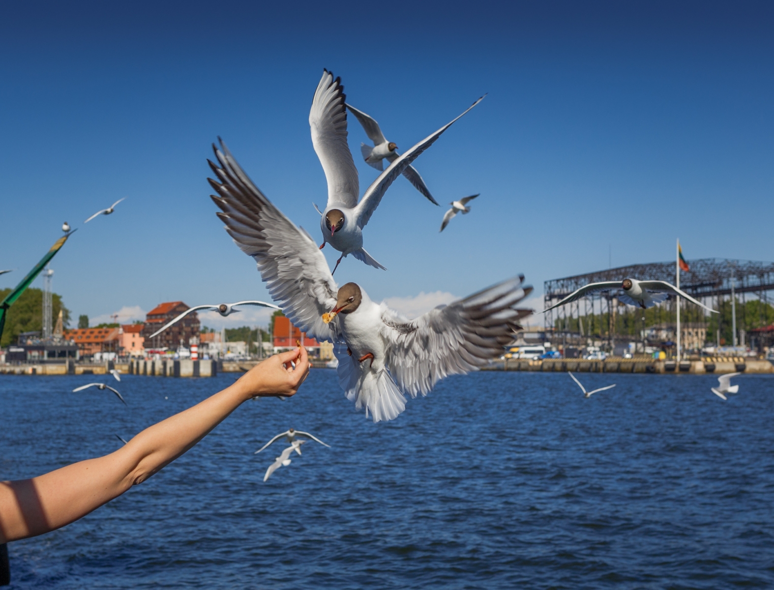 gaviota reidora