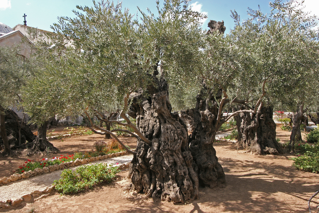 Jerusalén-Jardín de Getsemaní