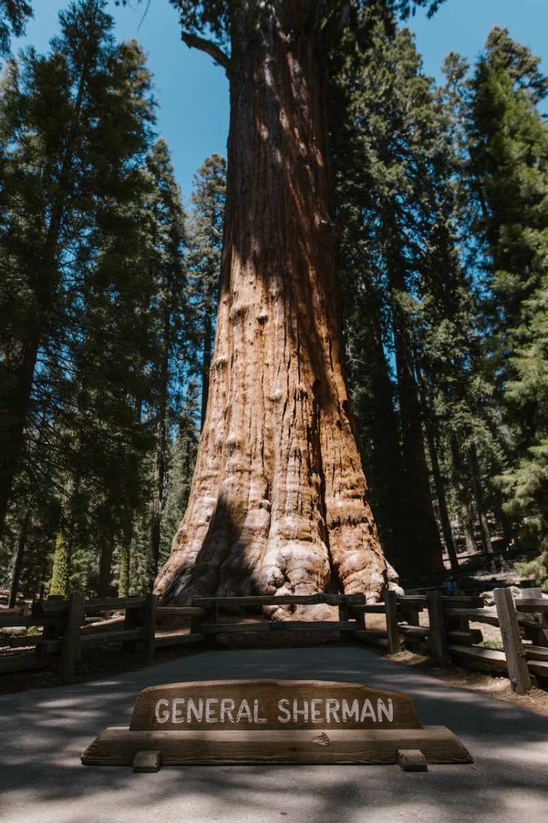 Albero del generale Sherman nel Sequoia National Park