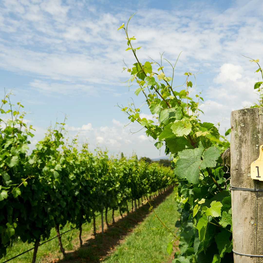 Reihen von Weinreben auf einem Weingut im Yarra Valley, Victoria, Australien