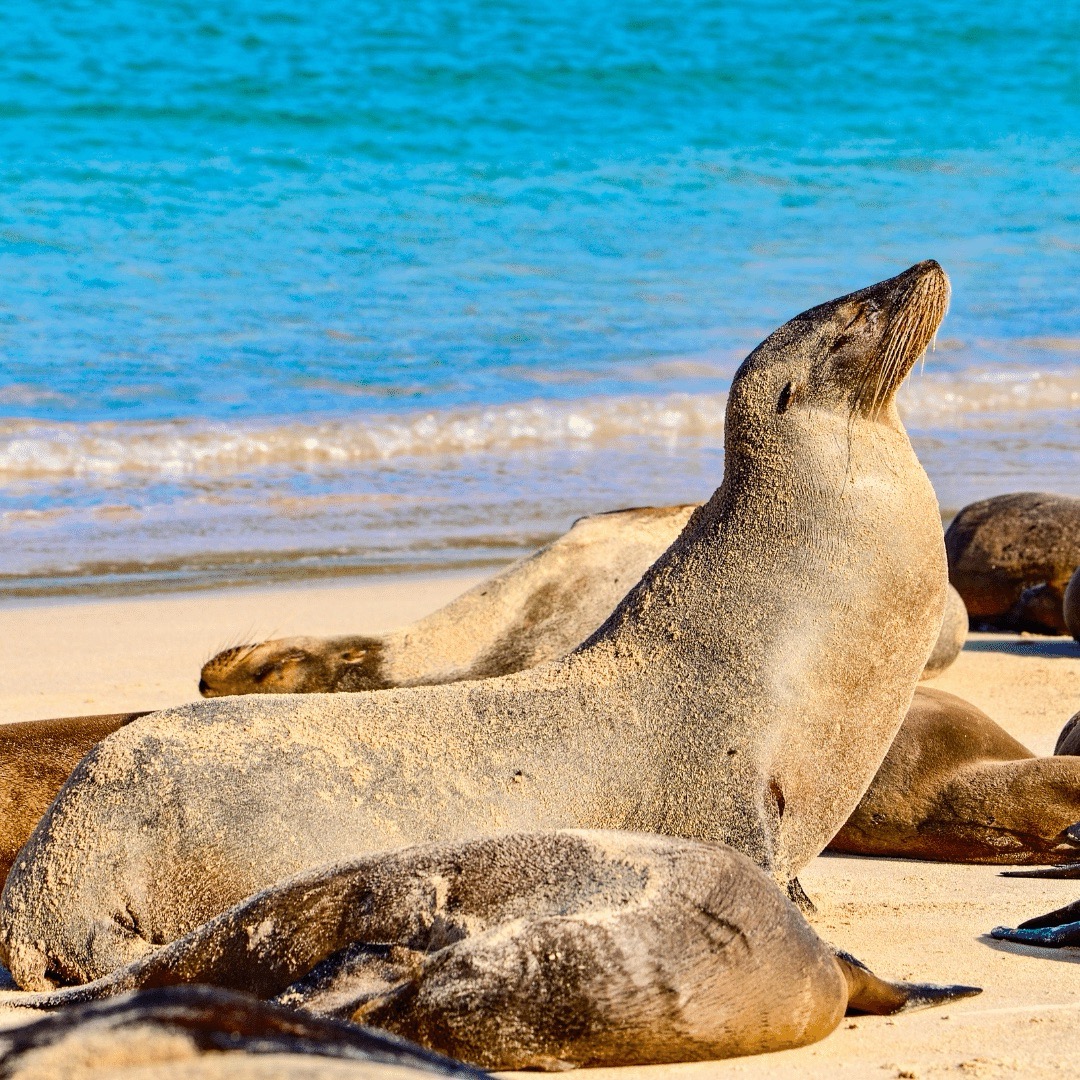 Galápagos sea lion (Zalophus wollebaeki), a species that exclusively breeds on the Galápagos Islands, on Isla Sante Fe