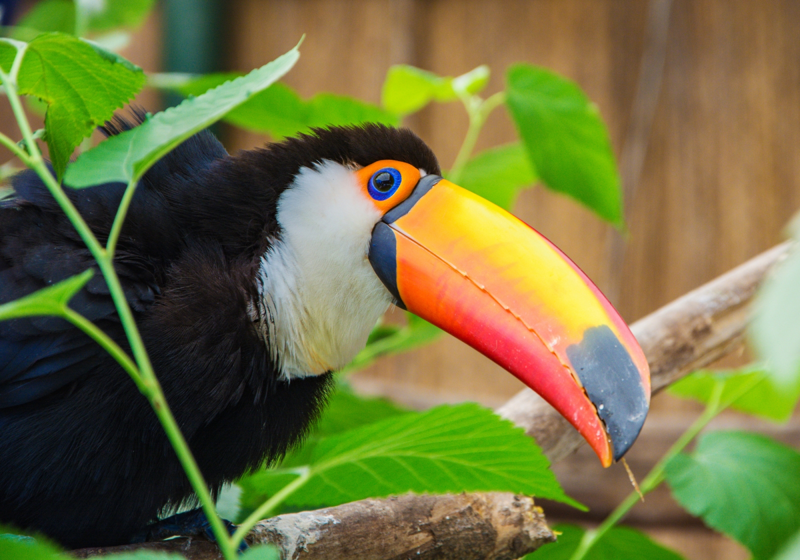 toco toucan in Peru