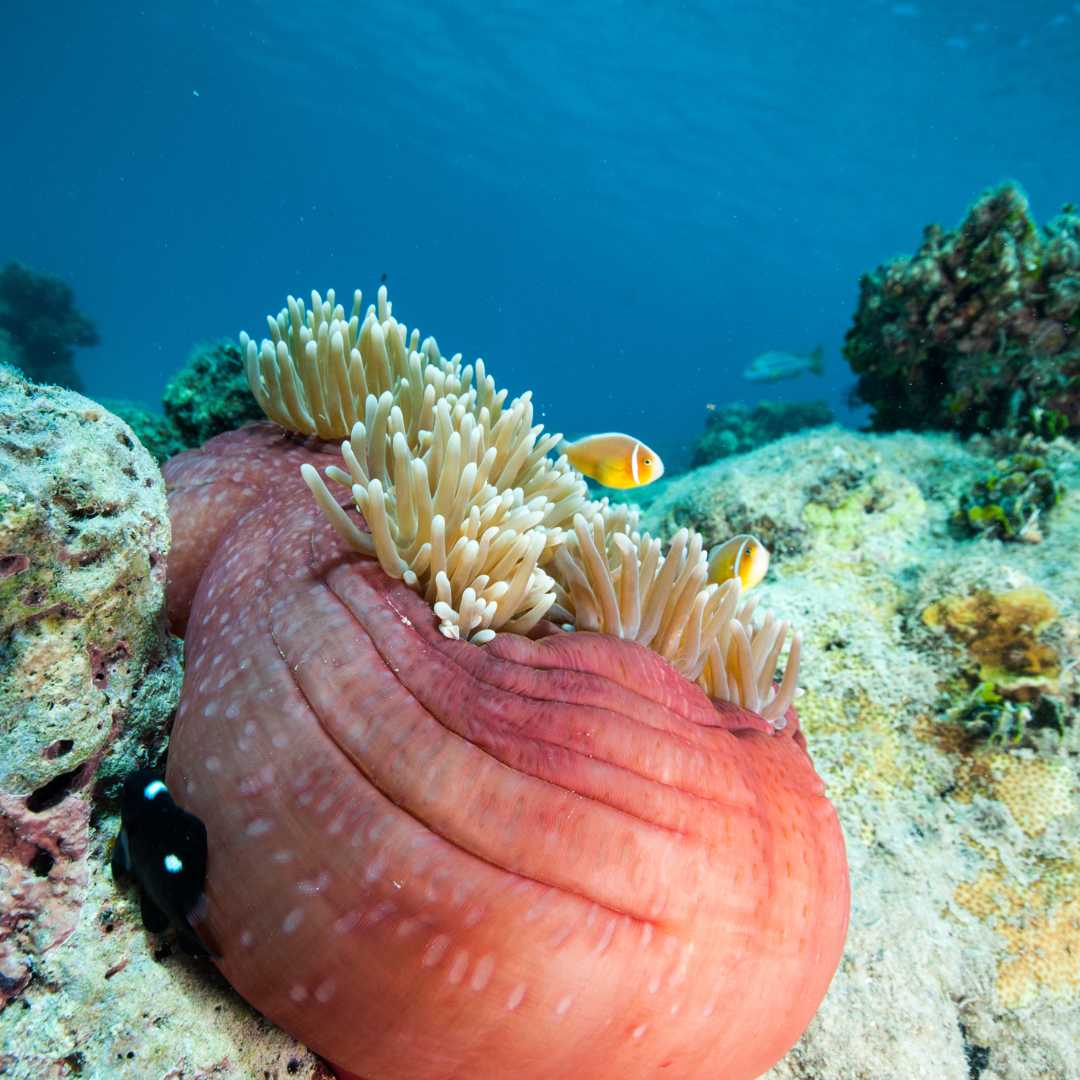 Vida marina en la Gran Barrera de Coral