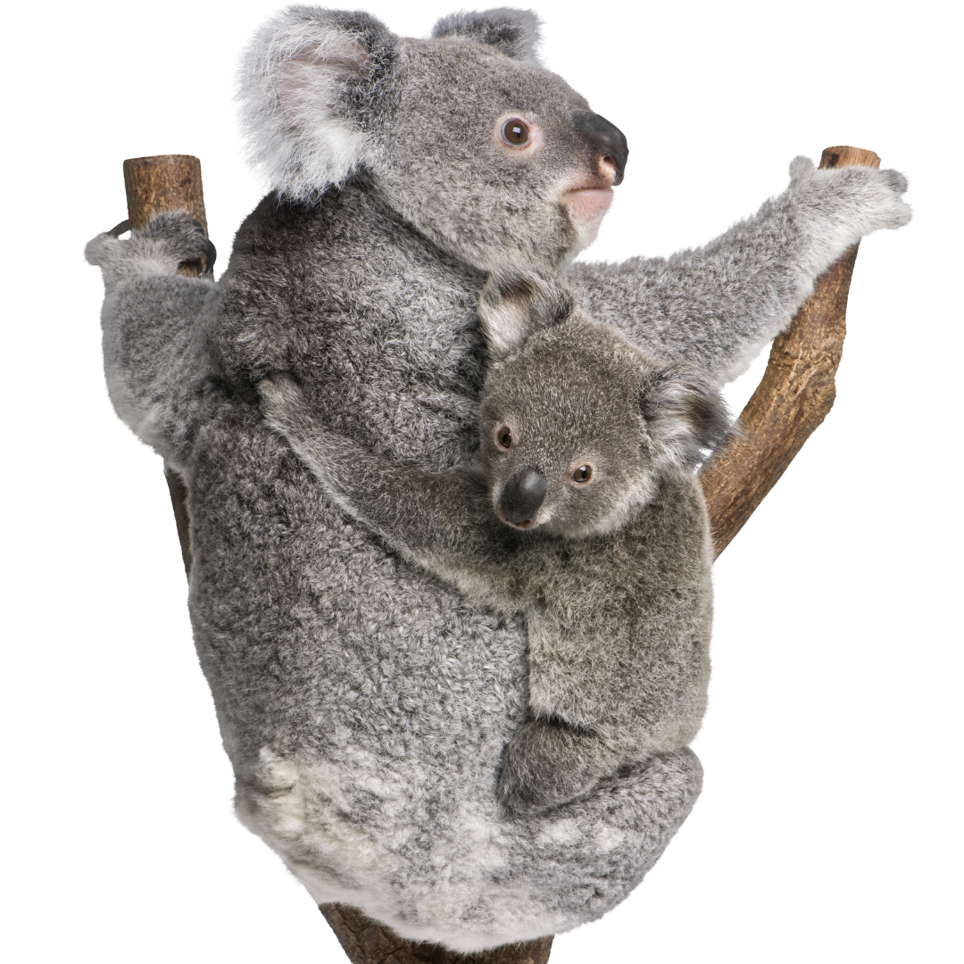 koala con bebe