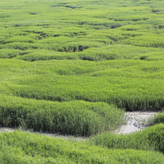 Поле дикой травы в Нормандии, Франция, рядом с Гавром