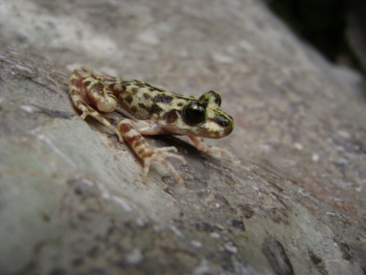 Menorcan midwife toad