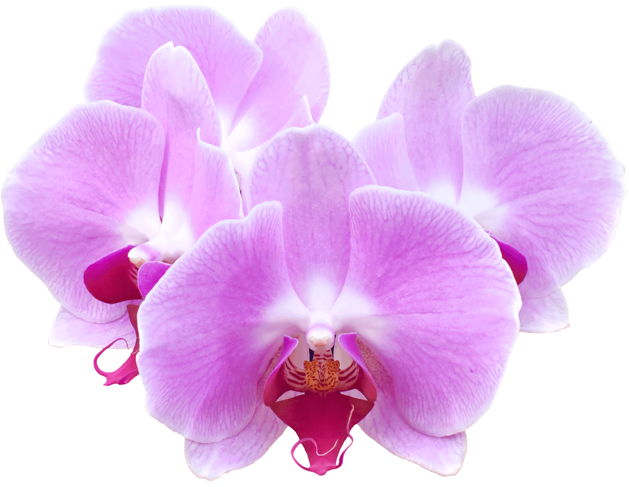 Orchidées du National Orchid Gardens de Singapour