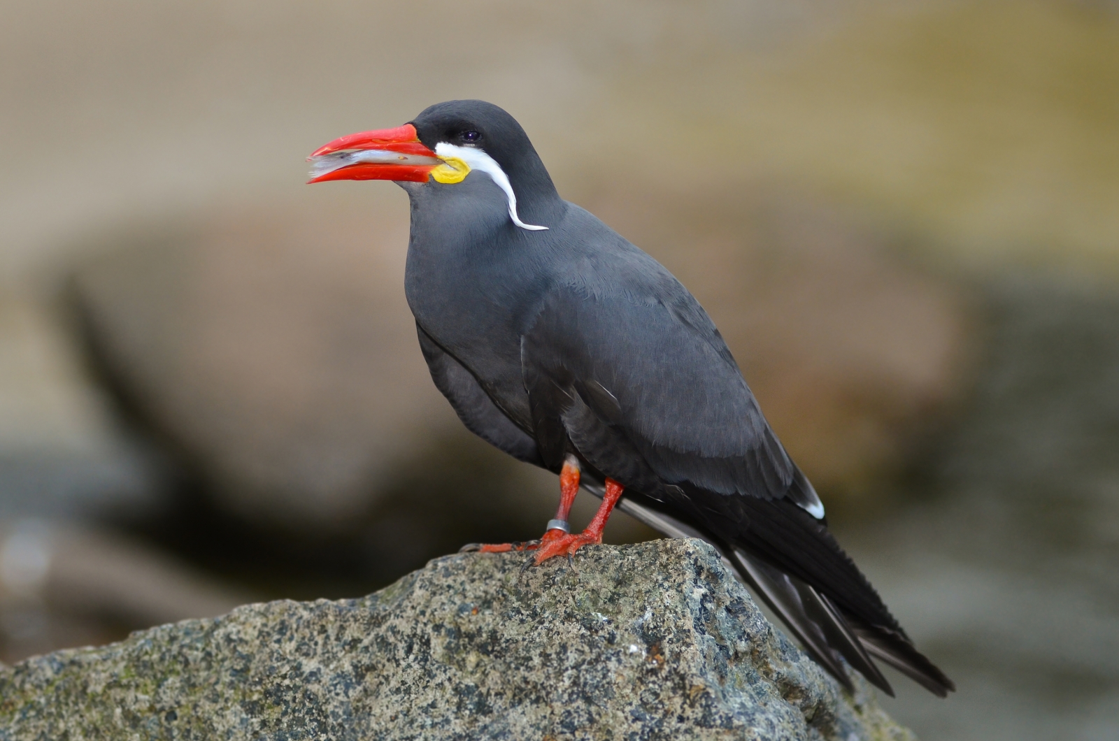 Inca Terns