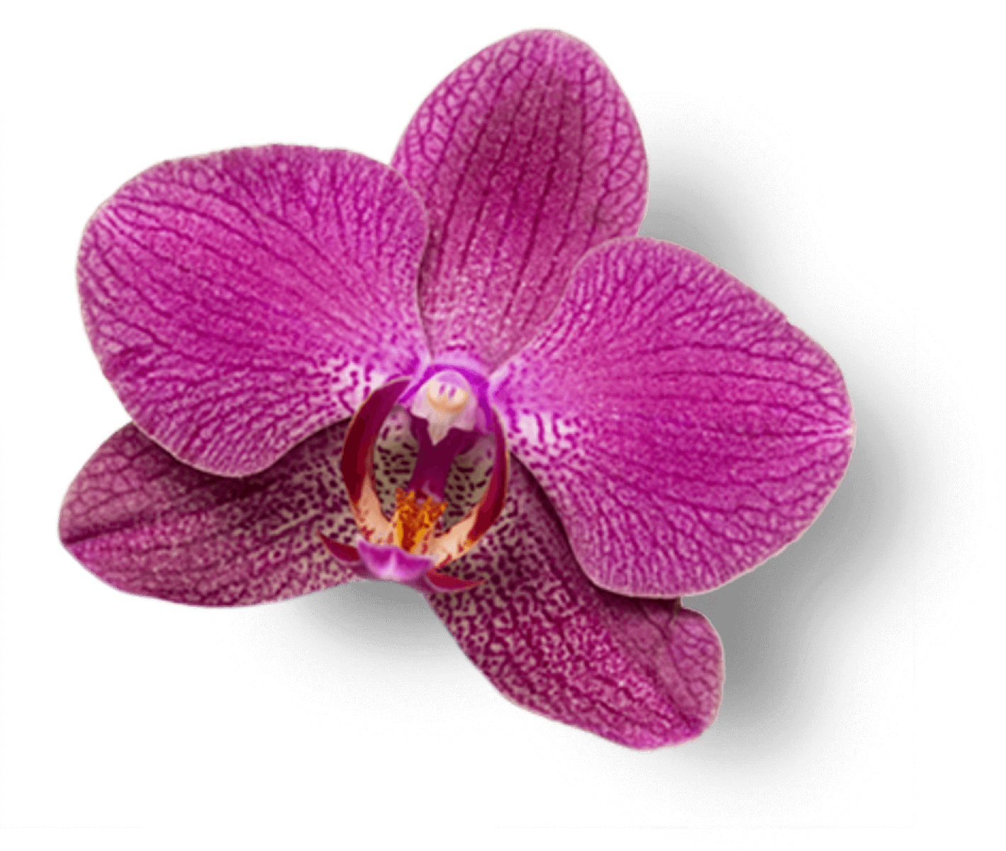 Orchidées du National Orchid Gardens de Singapour
