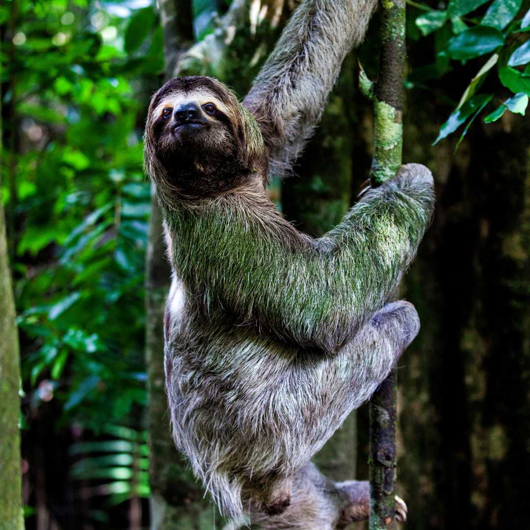 sloth in the Manuel Antonio national park, Costa Rica