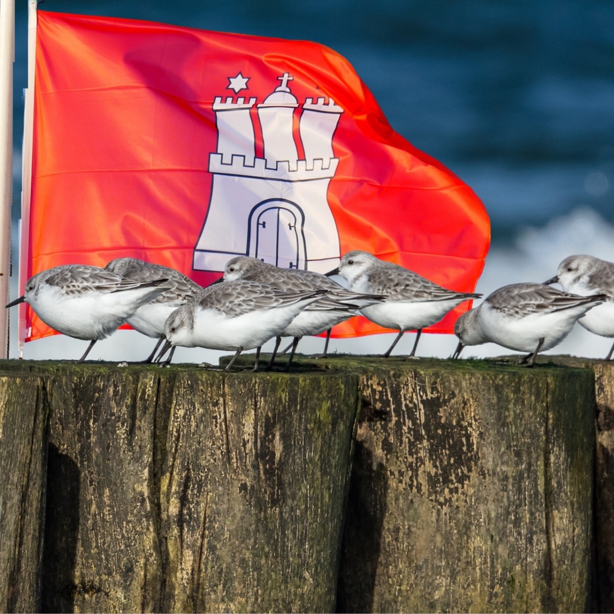 Gaviotas y bandera de Hamburgo al fondo