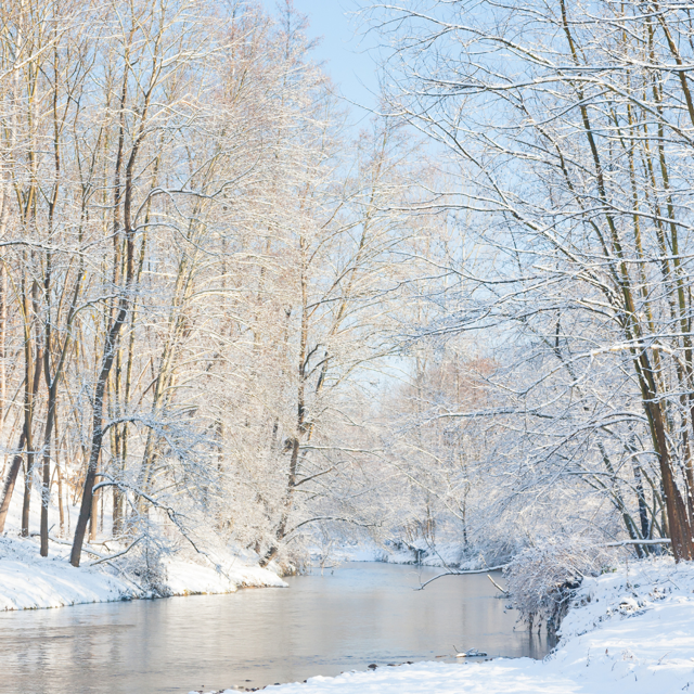 Rivière dans les bois enneigés en hiver