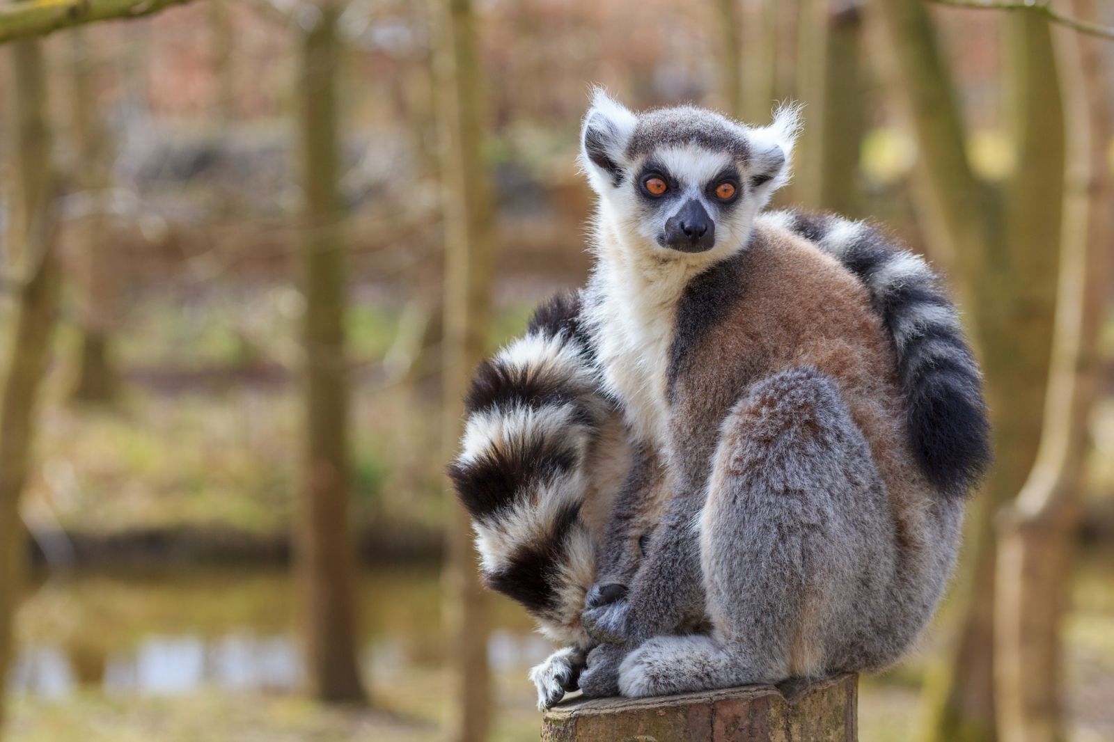 Explore the endemic fauna of Madagascar island!