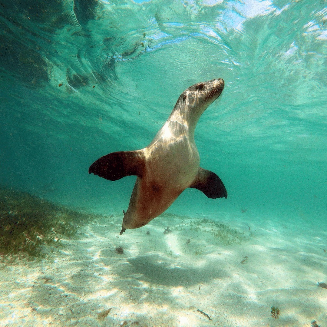 Snorkeling with a graceful sea lion