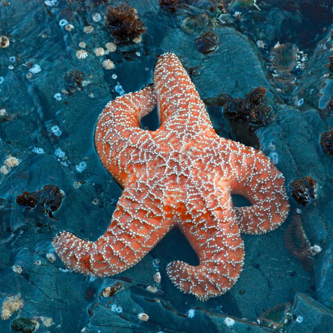 Starfish on the rock