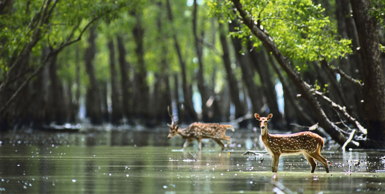 royal bengal tiger in sundarban