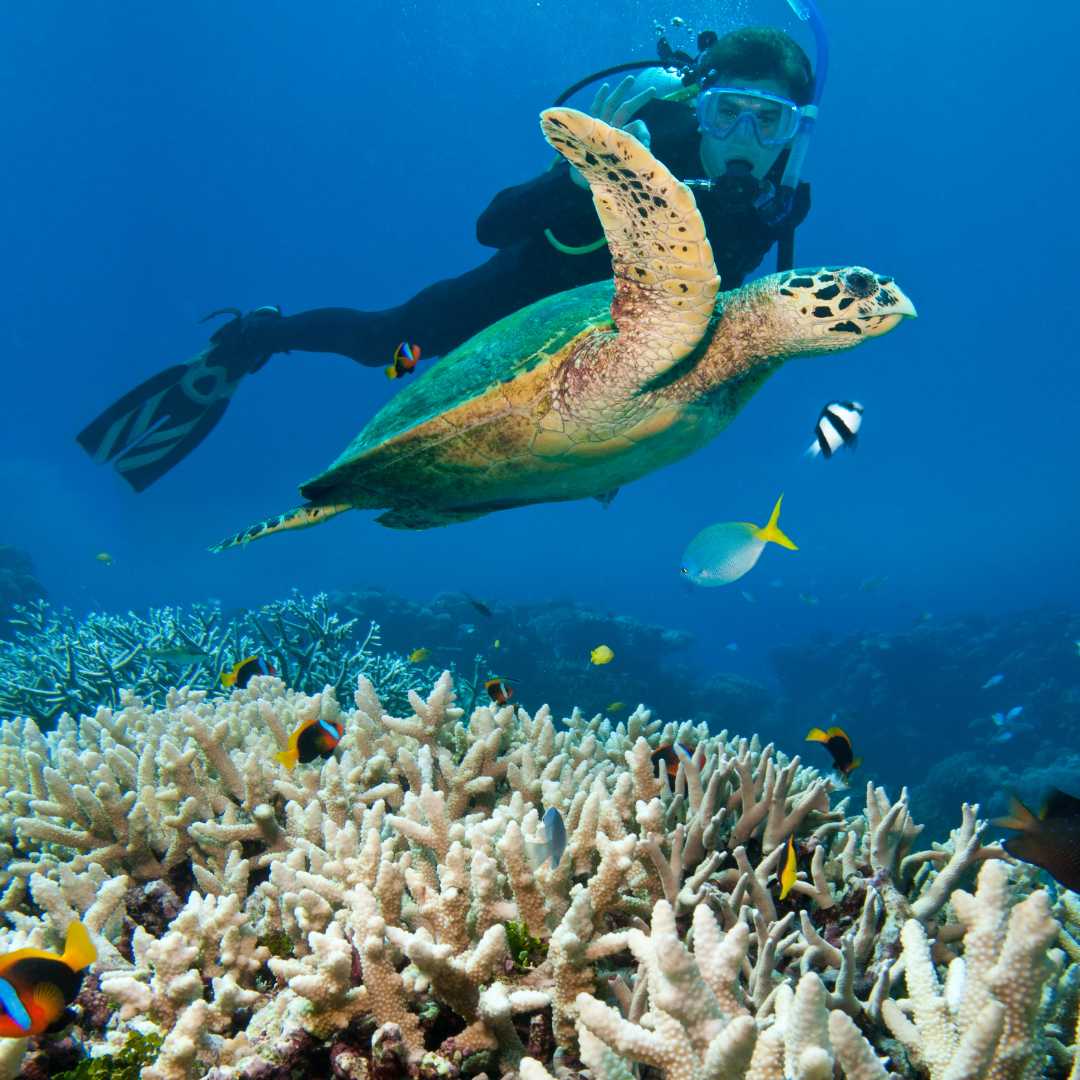 Человек, ныряющий с аквалангом возле морской черепахи, Большой Барьерный риф