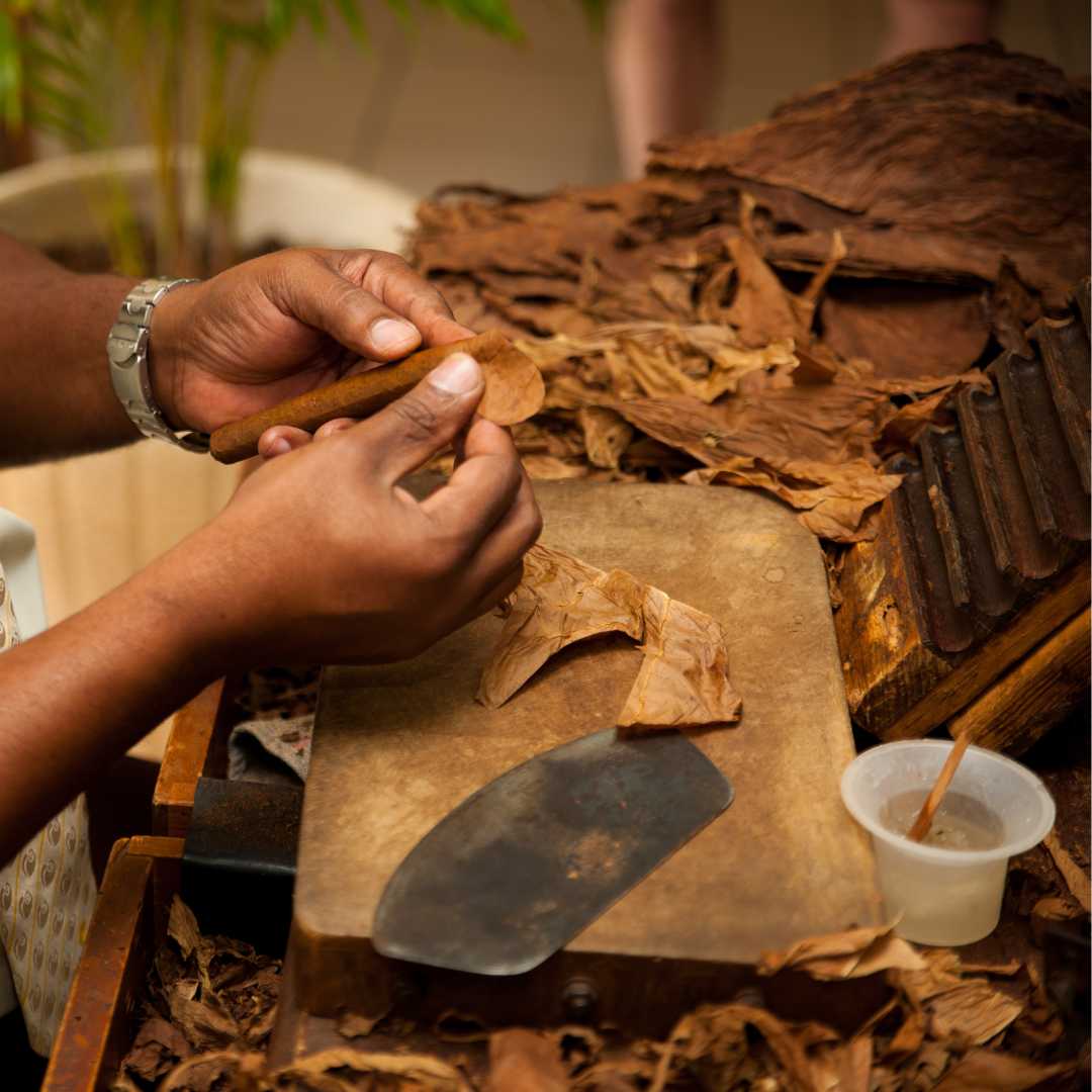 Elaboración manual de cigarros con hojas de tabaco, producto tradicional de Cuba