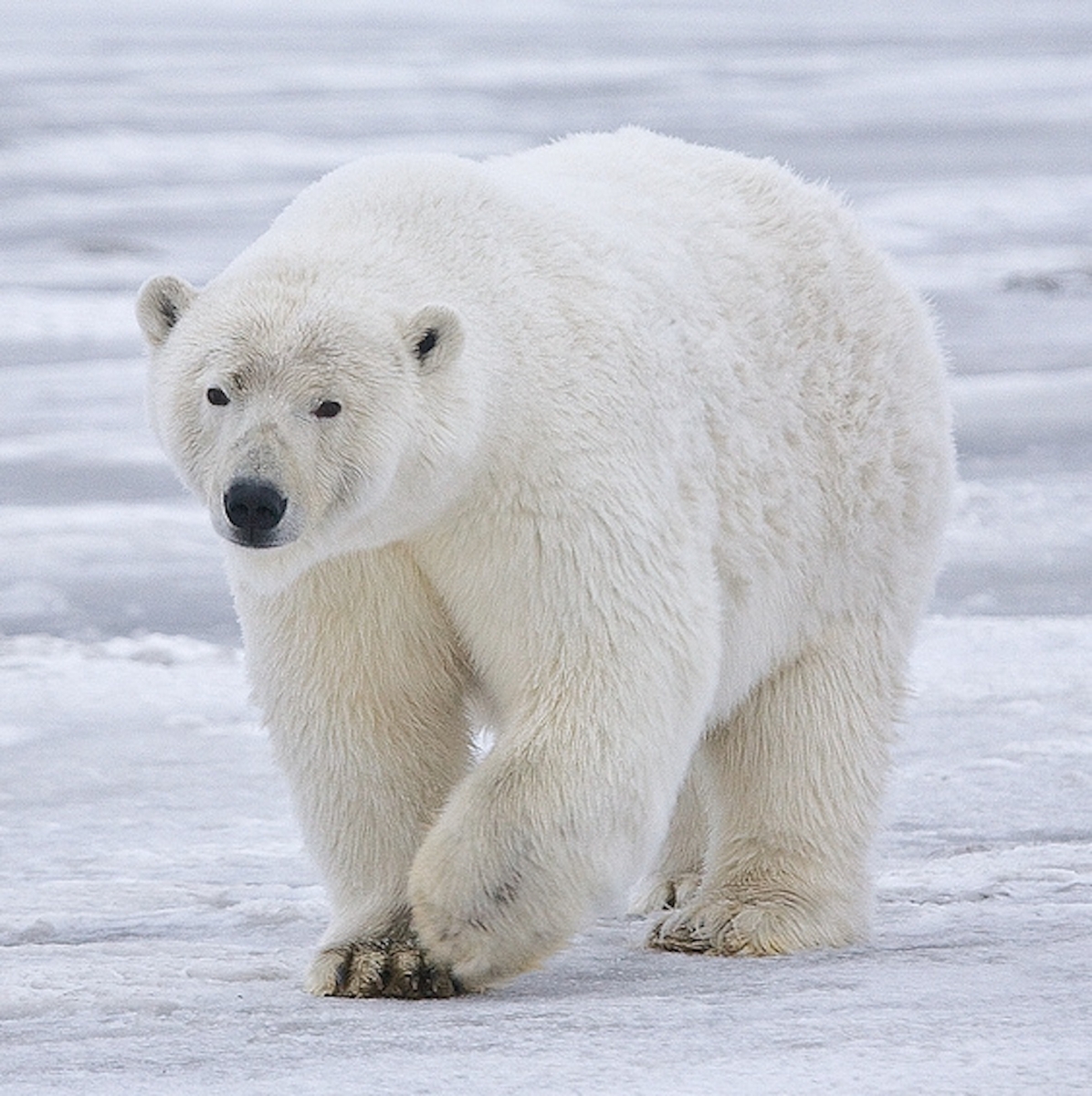 Oso polar - un habitante del zoológico de Bremerhaven
