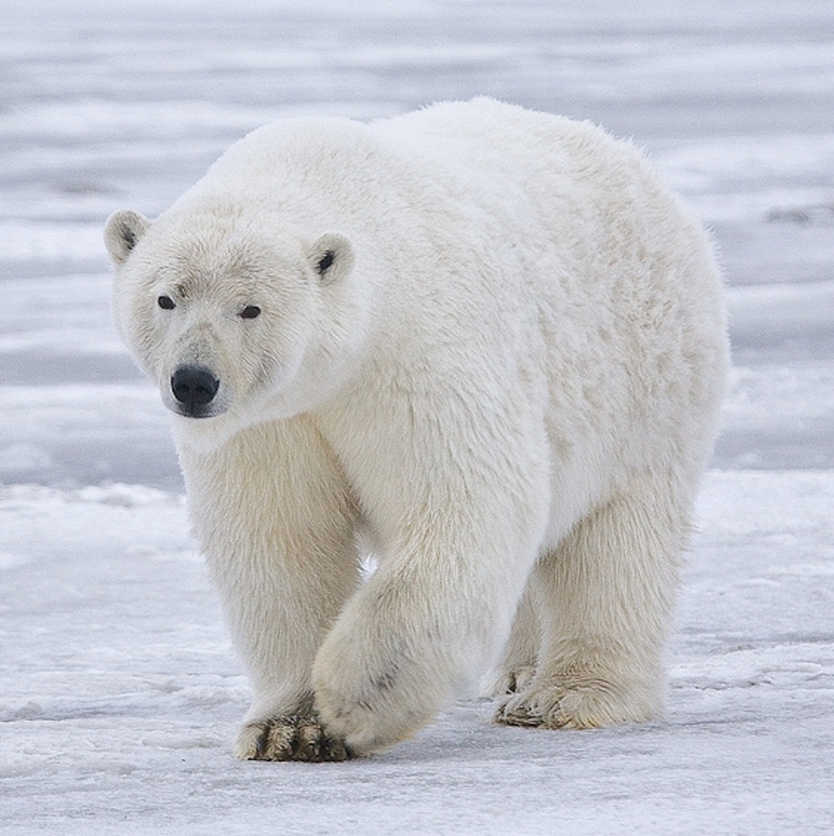 Ours polaire - un habitant du zoo de Bremerhaven